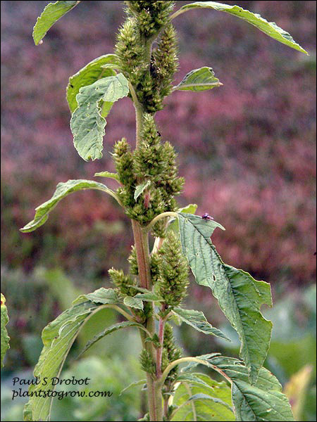 Red Root Pigweed (Amaranthus retroflexus)
Some of the smaller inflorescence in the axils of the leaves.