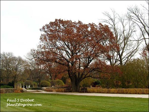 A large mature tree in the fall of Red Oak (Quercus rubra)