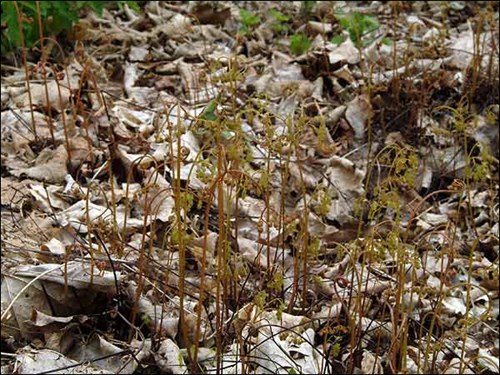Fronds pushing through the leaf litter in the early spring.