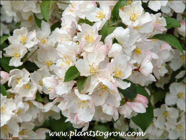 Sargent Ornamental Crabapple 
The white blossoms with a ting of pink.