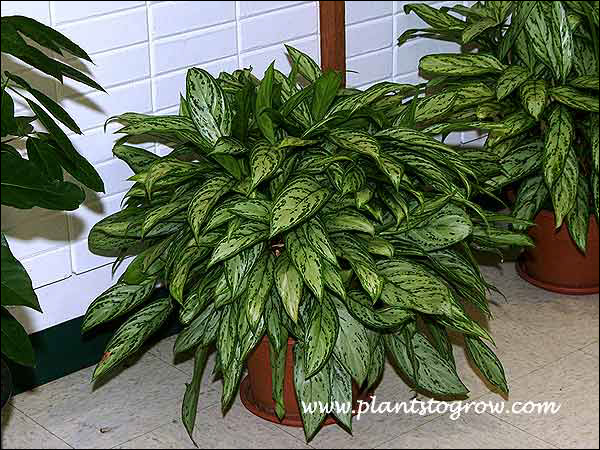 Silver Queen Chinese Evergreen (Aglaonema)