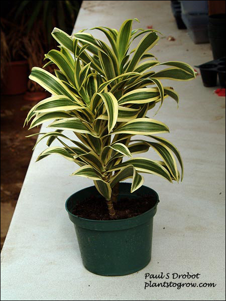 Song of India (Dracaena reflexa)
A small plant in a 6 inch pot.