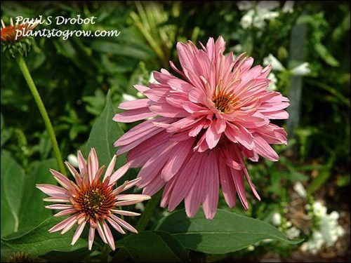 A truly unusual double tiered Echinacea.
