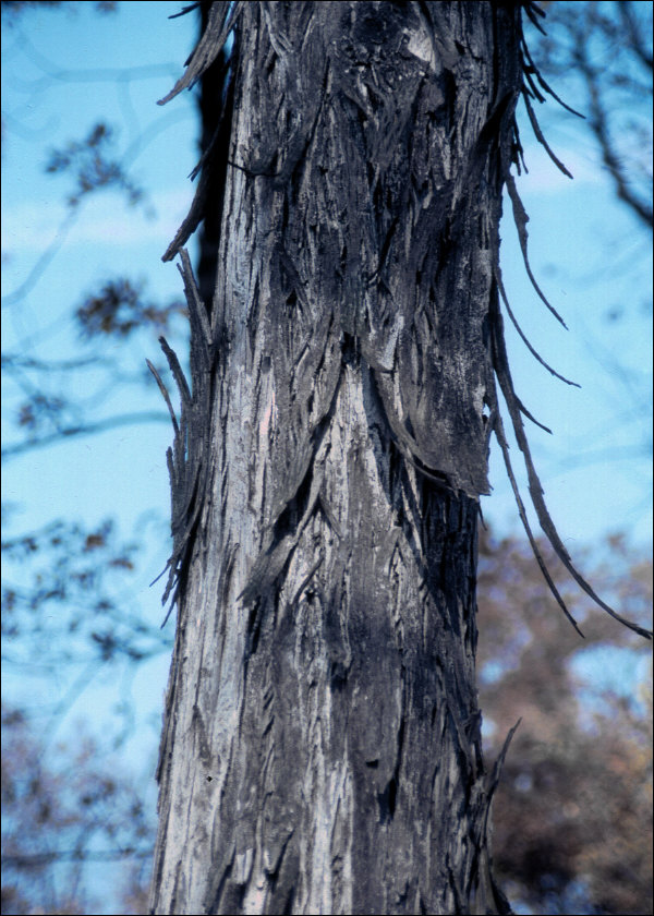 A tree with the typical shaggy bark