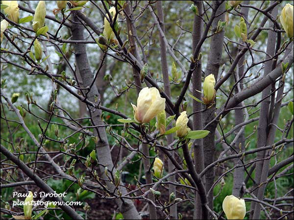 The tulip shaped yellow flowers in early May.
