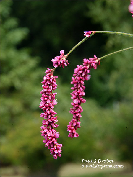 Kiss-Me-Over-The-Gate (Polygonum orientale)
The typical beaded or knot-shaped flower of this genus of plants. The flower head is made up of many small pink flowers in spherical heads. The flowers lack petals (apetalous). The things that look like petals are colorful sepals.