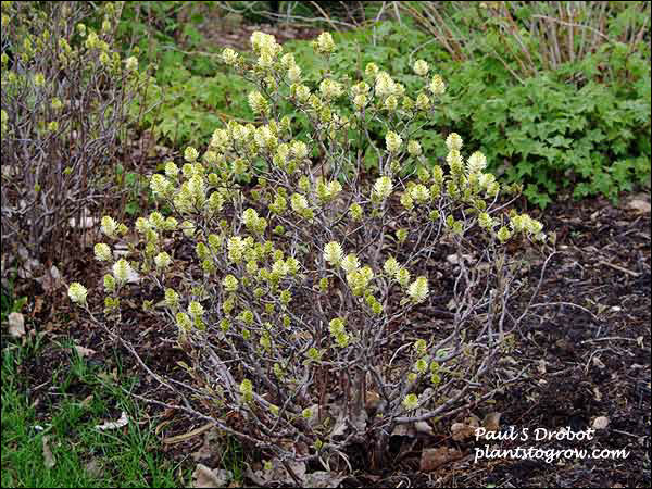 Mount Airy Fothergilla (Fothergilla gardenii) 
A small newly plant ed Mt. Airy. (April 29)