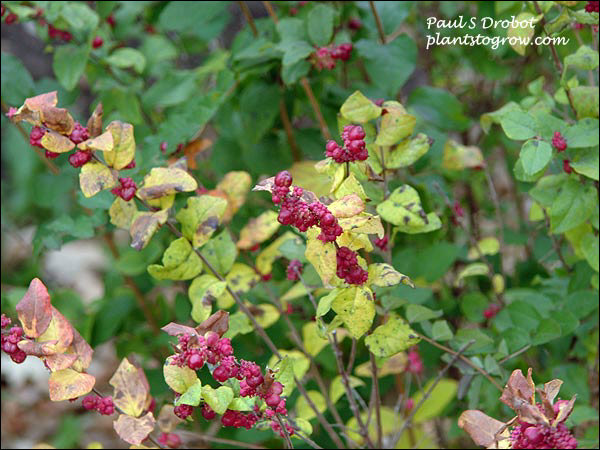 Magic Berry (Symphoricarpos x doorenbosii)
picture taken in October