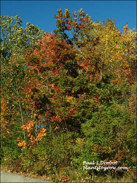 White Oak (Quercus alba) 
White Oak in a natural site.