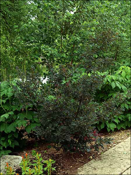 Purple English Oak (Quercus robur atropurpurea)