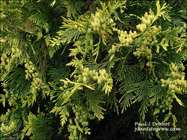 George Peabody Arborvitae (Thuja occidentalis lutea) 
Young, yellowish colored cones