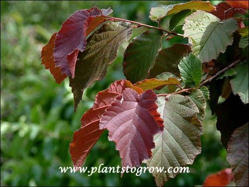 At this time of the year the foliage has three colors. The normal dark green, dark purple of the newer leaves and the light fading purple.