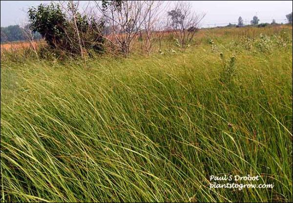 This thick patch of chord grass was at least 6 feet tall.