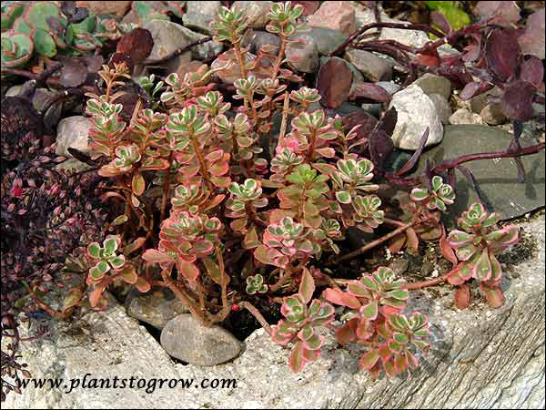 Sedum Tricolor (Phedimus spurius)
Sedum Tricolor growing in a small cement trough planted with Sother edums (August 17)