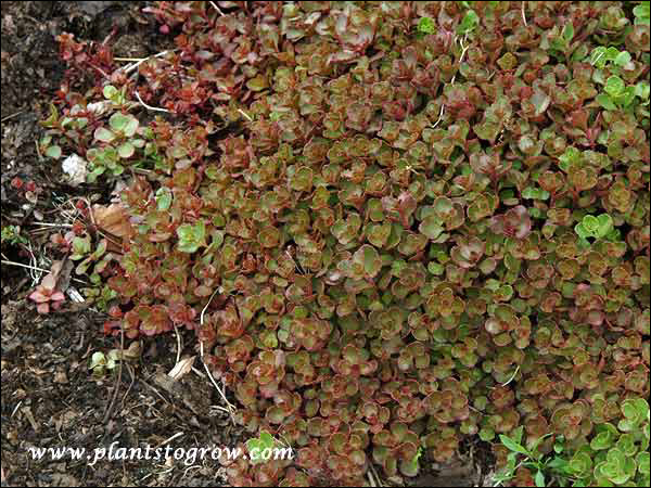 Sedum Red Carpet (Phedimus spurium)(May 18)