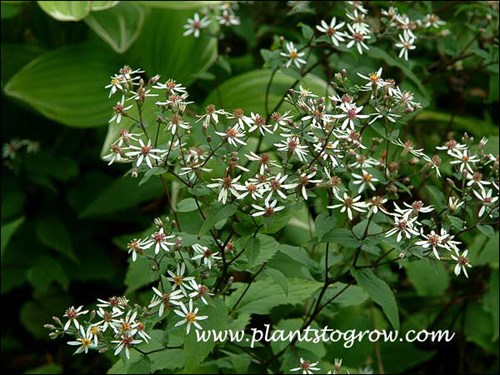 White Woodland Aster (Aster divaricatus)