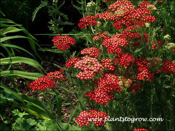 The brick red flowers of Achillea Fanal