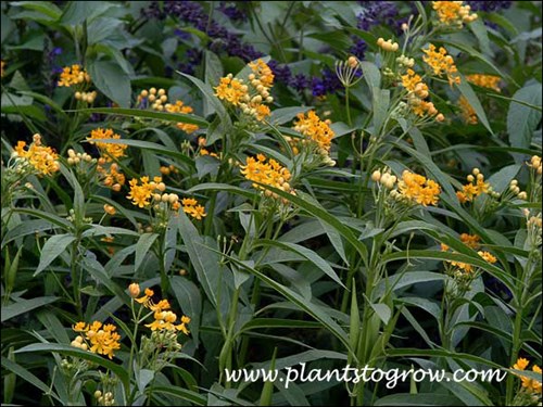 Asclepias Silky Gold (Milkweed Silky Gold)