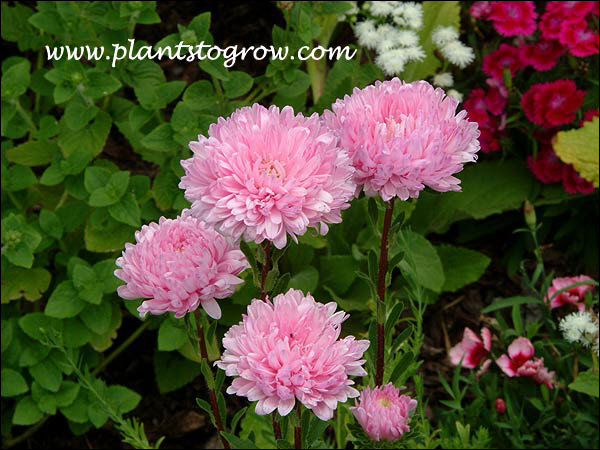 China Aster Pink Towers