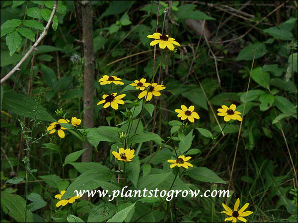 Brown-Eyed Susan (Rudbeckia triloba)
These plants were growing in a bit of shade.