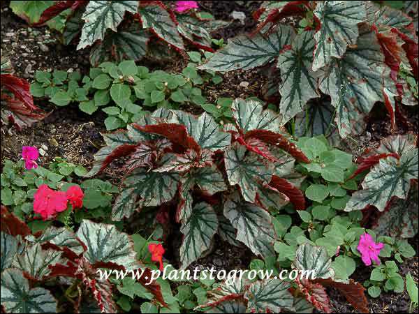 Looking Glass Begonia in a shaded bed along with some Impatiens.