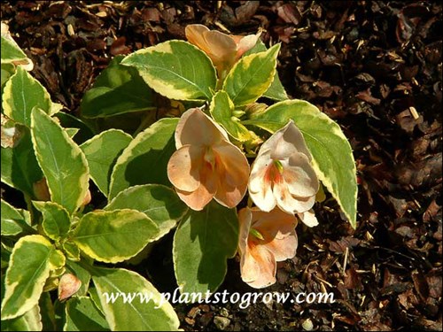 Impatiens Fusion Peach Frost (Picture taken in early JUne when the plants were still small)