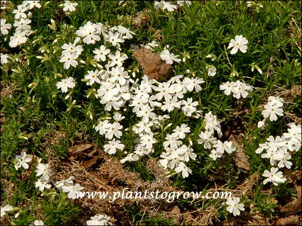 The winter kill foliage is more common in White Delight than many of the other Creeping Phlox cultivars.