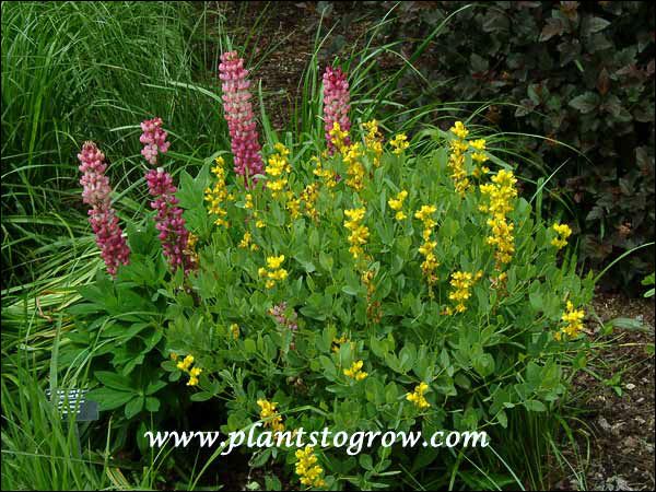A pink Lupine is growingthrough the Wild yellow Indigo.