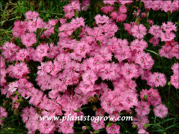 Fragrant pink fringed flowers with a dark pink inner ring. (June 6)