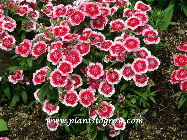 Dianthus Dynasty Rose Lace