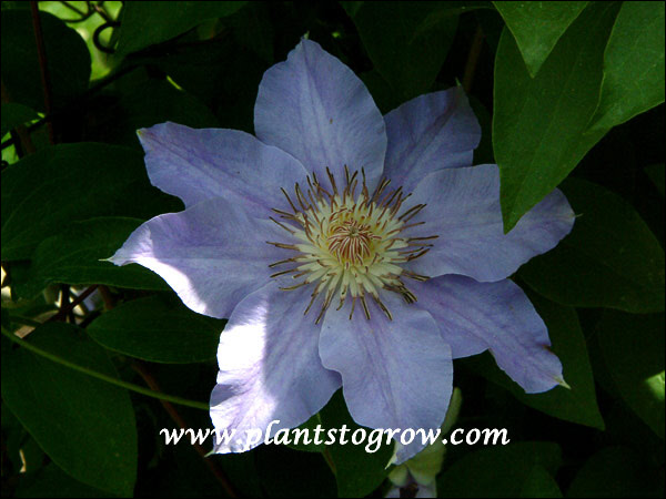 Clematis Kuulus
wavy light violette, single, 10-12 feet, mid-summer, full to partial sun. zone 4-9