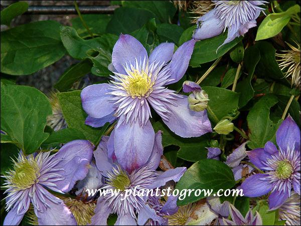 Clematis Blue Light
non-supporting vine, 6-8 feet, large double light blue flowers, average to moist well drained soil, sun to partial sun