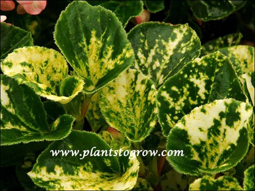 Highly irregular variegated foliage gives this Begonia a special charm.  Some people love it, others don't.