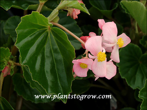 Begonia Baby Wing Pink has smaller Angel wing shaped leaves