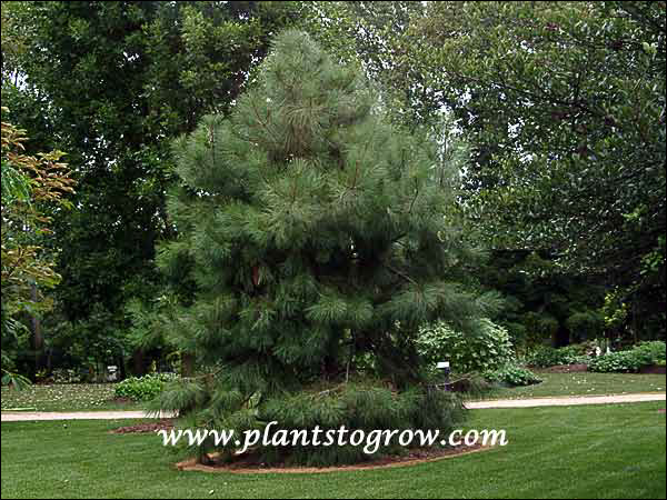 Ponderosa Pine (Pinus ponderosa) A young Ponderosa Pine.