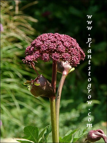 The flower head is made of many groups (umblets)  of smaller flowers clumped together to form the compound umbel.