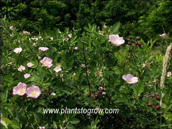 Pasteur Rose (June 30)
