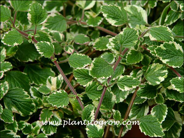 Grown outdoors the stems will have a reddish cast and the leaves darker green with a brighter variegation.