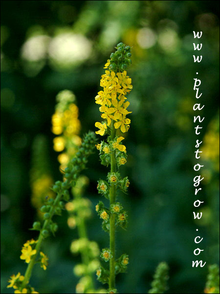 the slender spike with the small five petaled bright yellow flowers.