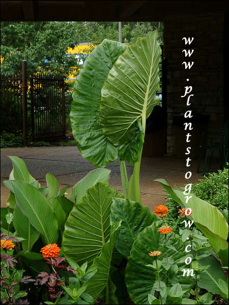 Giant Elephant ears (Alocasia macrorrhiza)
This plant was already about 6 feet tall, towering over the orange Zinnia. Notice the distinct venation and wavy edges of the leaves.