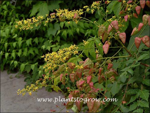 Golden Raintree (Koelreuteria paniculata)
A small tree with blooming flowers and seed pods forming.
