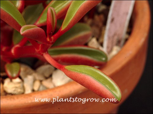 The succulent keel shaped leaves are red on the underside and translucent green on the top.