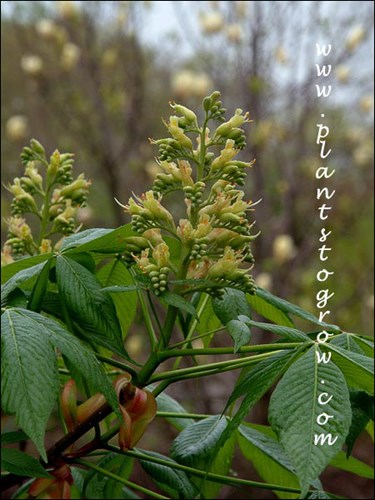 flowers are a terminal panicle  (April 29)
