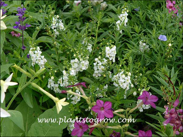 Angelonia Serena White
Just a delightful garden with Serena white, a Salvia (upper left), White Nicotiana (lower left) purple/lavender Nicotiana (bottom middle )lavender Salvia (bottom, right corner) and lavender purple Angelonia (upper right) and a lone Blue Flax (mid right).