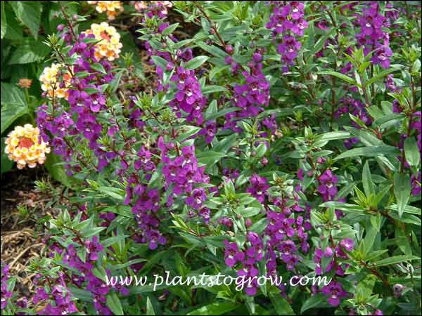 Angelonia Serenita Purple