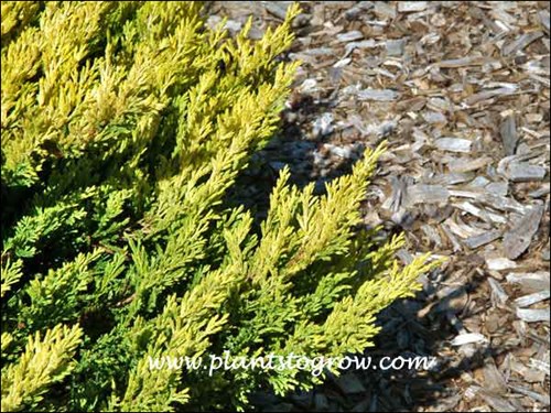 The outside tips are more yellow than the inside foliage.