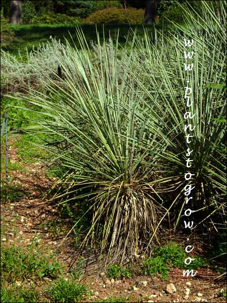 Soapweed Yucca (Yucca glauca)
