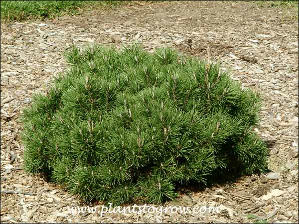 Slow Mound Mugo Pine