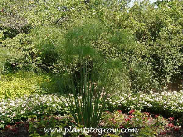 Papyrus (Cyperus papyrus)
A very large plant growing in a garden in zone 5..