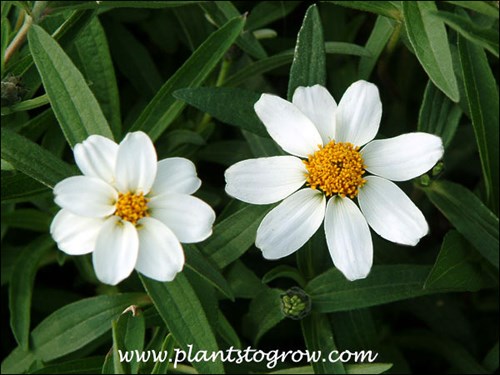 Zinnia Crystal White
The white structures we normally call petals are really flowers.  They are called ray flowers.